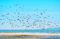 Brown Pelicans Soaring Over Malibu\'s California Coastline Royalty Free Stock Photo