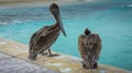 Brown pelicans standing on pier