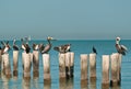 Brown pelicans standing or resting on wood pilings in tropical water