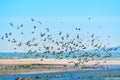 Brown Pelicans Swiftly Ascending from Shallow Waters in Malibu\'s Coastline Royalty Free Stock Photo