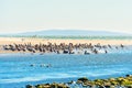 Brown Pelicans Taking a Break on Malibu\'s Shallow Waters Royalty Free Stock Photo