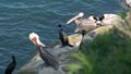Brown pelicans with throat pouch and double-crested cormorants after fishing, rock in La Jolla Cove. Sea bird with large beak on Royalty Free Stock Photo
