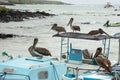 Brown pelicans waiting for a catch.