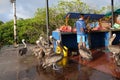 Galapagos brown pelicans waiting to be fed by the local fishermen at the fish market