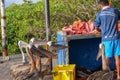 Galapagos brown pelicans waiting to be fed by the local fishermen at the fish market