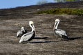 Brown Pelicans #4 Royalty Free Stock Photo