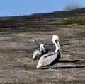 Brown Pelicans #1 Royalty Free Stock Photo