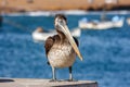 Brown peruvian pelican in Paracas, Peru