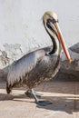 Brown peruvian pelicans in Paracas, Peru Royalty Free Stock Photo