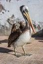 Brown peruvian pelicans in Paracas, Peru