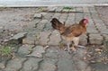 brown pet chicken naturally raised free walk Royalty Free Stock Photo