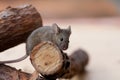 Brown pet mouse Royalty Free Stock Photo