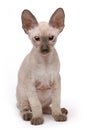 Brown Peterbald cat, Oriental Shorthair