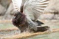 Brown pidgeon taking a bath Royalty Free Stock Photo