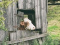 A brown piebald cow looks out of the window Royalty Free Stock Photo