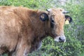 Brown pied cow - Bulgarian cattle breed