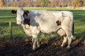 Brown pied cow with full udder, fully in view, standing on a milk pad, cows path, seen from the side