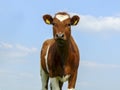 Brown pied cow standing upright, candid, in front, a background blue sky