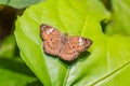 Brown Pied Flat Coladenia agni de Niceville butterfly