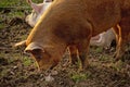 Brown pig foraging for food Sus scrofa domesticus