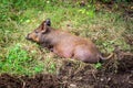 Brown pig lying on green grass. Tamworth pigs are a heritage breed with origins in Ireland