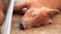 Brown pig sleeping