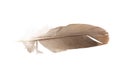 Brown pigeon feather