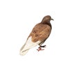 Brown pigeon isolated