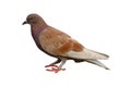 Brown pigeon isolated on white background with clipping path. Royalty Free Stock Photo