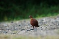 Brown pigeon on the rocky ground looking at the camera