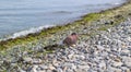 A brown pigeon sits on a pebble beach near the seaside