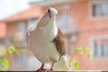 Brown pigeon with a white head and short beaked on a terrace