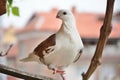 Graceful Brown Pigeon: A Delightful Terrace Visitor Royalty Free Stock Photo