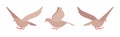 Brown pigeons, doves set, domestic or street bird in flight