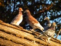 Brown pigeons group on the roof of rural house,