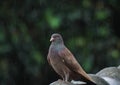 Brown pigeons perched on the roof of the house when it rains