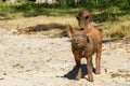 Brown Piglet in the farm Royalty Free Stock Photo