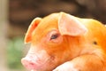 Brown Piglet Series 3 Royalty Free Stock Photo