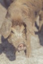 Brown piglet snout Royalty Free Stock Photo