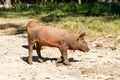 Brown Piglet in the farm Royalty Free Stock Photo