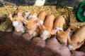 Brown piglets feeding time Royalty Free Stock Photo