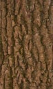 Brown pine bark