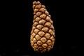 Brown pine cone on black background Royalty Free Stock Photo