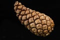 Brown pine cone on black background Royalty Free Stock Photo