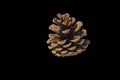 Brown pine cone on a black background. Isolate. Royalty Free Stock Photo