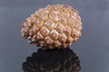 Brown pine cone black glossy Royalty Free Stock Photo