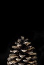 Brown pine cone on black paper background Royalty Free Stock Photo