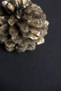 Brown pine cone on black paper background Royalty Free Stock Photo