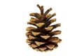 Brown pine cone, cedar pine cone isolated on white background Royalty Free Stock Photo