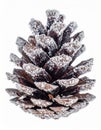 Brown Pine Cone Covered in Snow on White Background Macro Shot Royalty Free Stock Photo